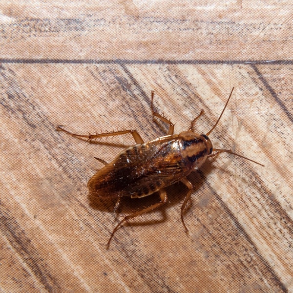 fumigaciones de cucarachas pueden variar en precio dependiendo del tamaño de su hogar y la gravedad de la infestación